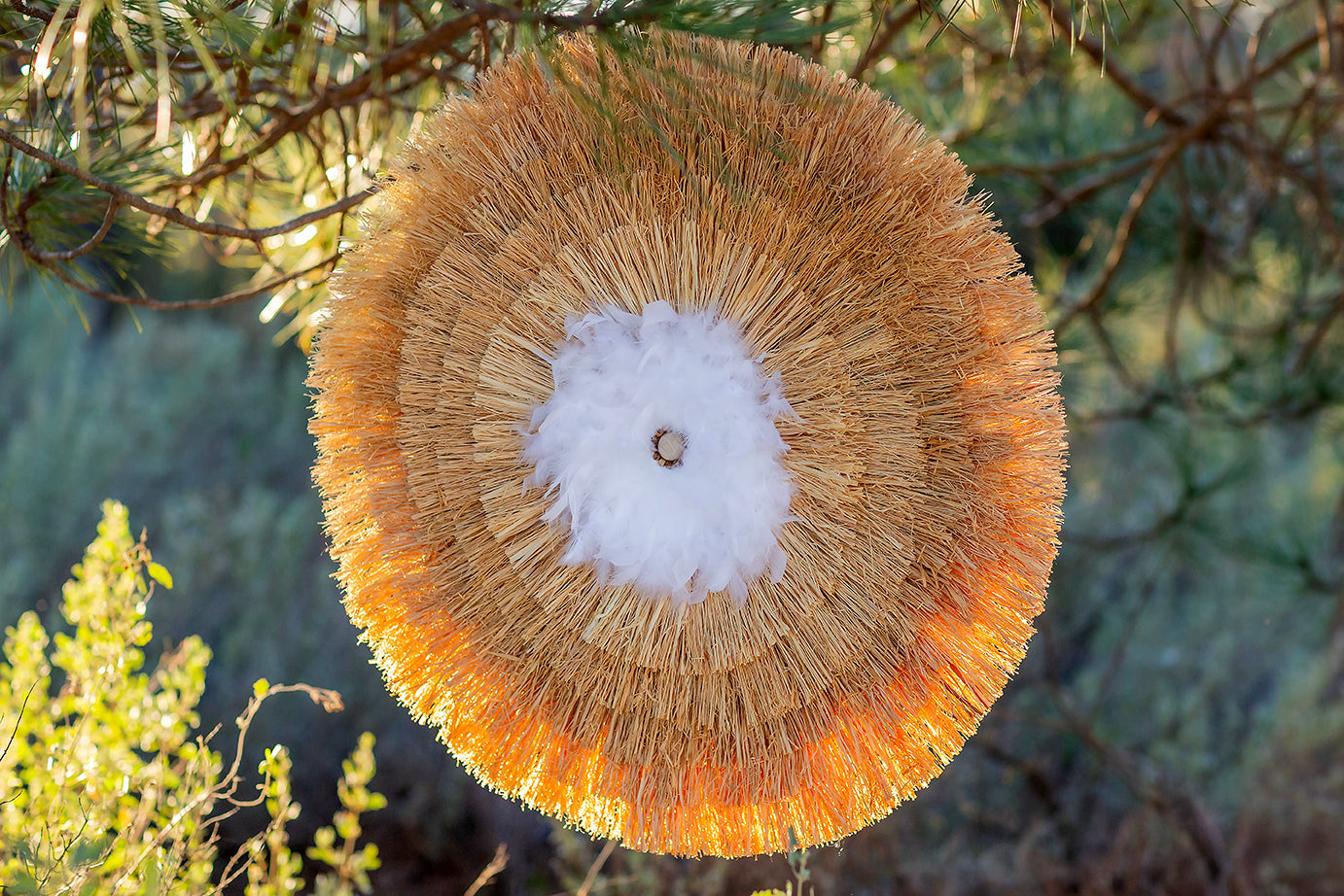 LE SOUFFLE DES PLUMES